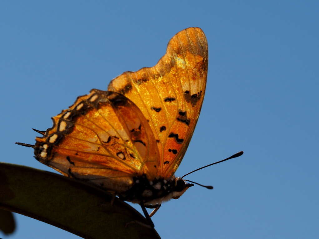 صورة Charaxes jahlusa rex Henning 1978