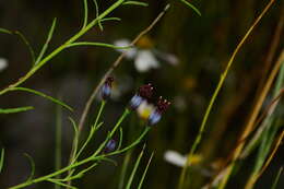 Image of Porophyllum linaria (Cav.) DC.