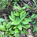 Hibbertia dentata R. Br. resmi