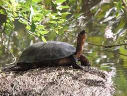 Image of Black River Turtle