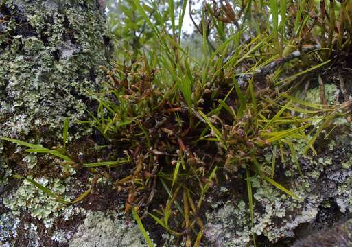 Plancia ëd Scaphyglottis fasciculata Hook.