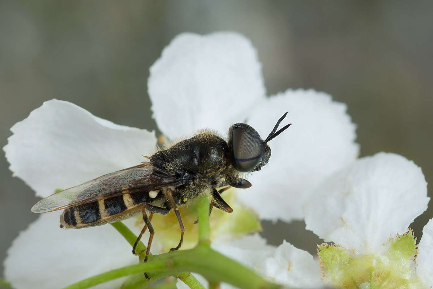 Image de Odontomyia microleon (Linnaeus 1758)