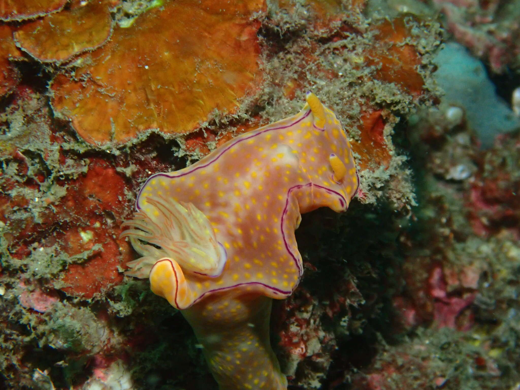 Image of Ceratosoma trilobatum (J. E. Gray 1827)