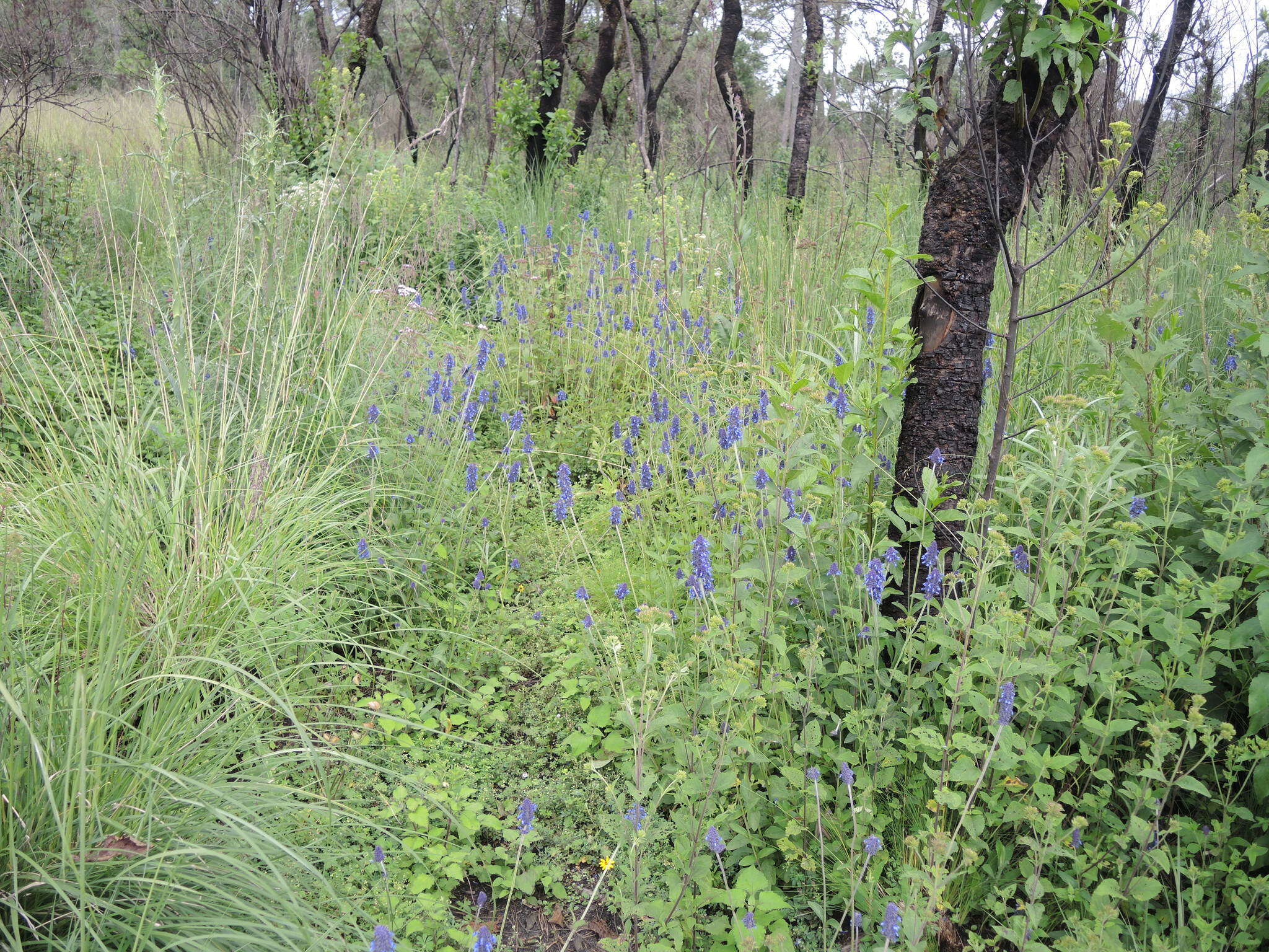 Image de Salvia stachyoides Kunth