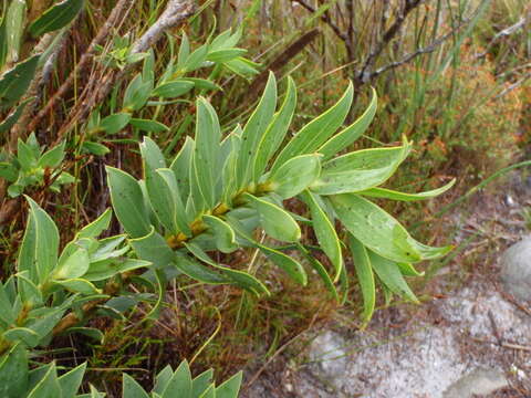 Plancia ëd Liparia splendens subsp. splendens