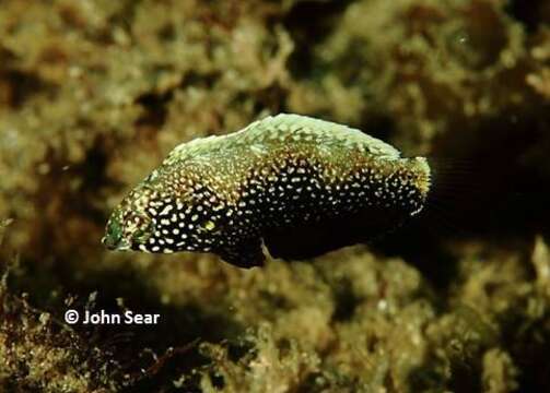 Macropharyngodon negrosensis Herre 1932 resmi