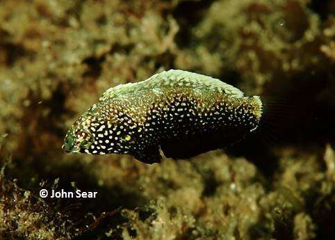 Image of Black leopard wrasse