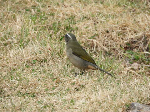 Image of Thick-billed Saltator