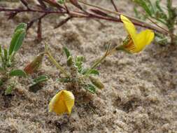 Image of Yellow Restharrow