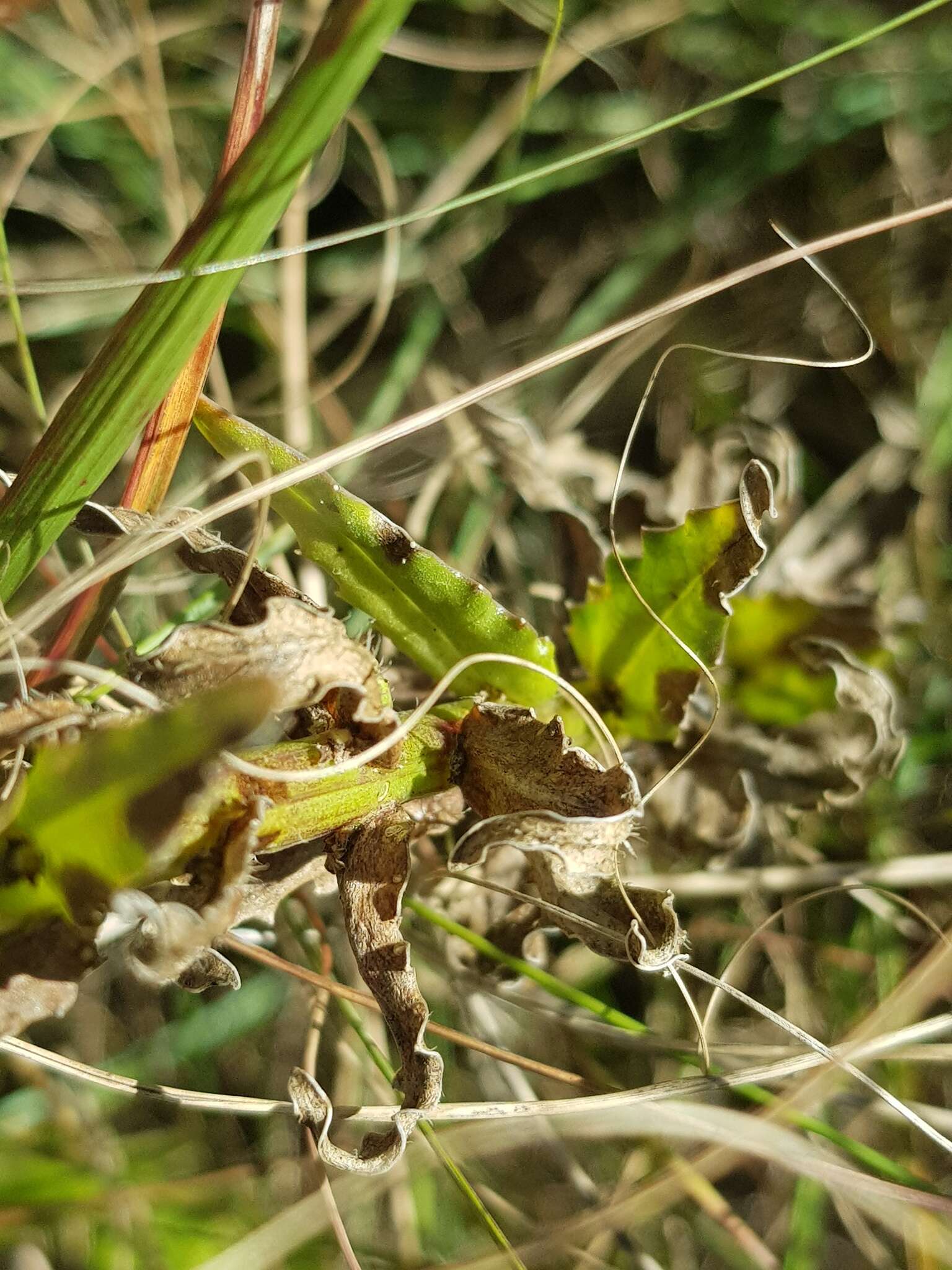 صورة Wahlenbergia undulata (L. fil.) A. DC.