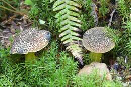 Image of Cyanoboletus rainisiae (Bessette & O. K. Mill.) Gelardi, Vizzini & Simonini 2014