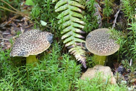 Image of Cyanoboletus rainisiae (Bessette & O. K. Mill.) Gelardi, Vizzini & Simonini 2014