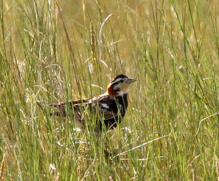 Image of Chestnut-collared Longspur