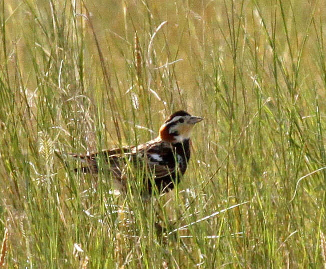 Слика од Calcarius ornatus (Townsend & JK 1837)