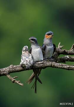 Image of Crested Treeswift