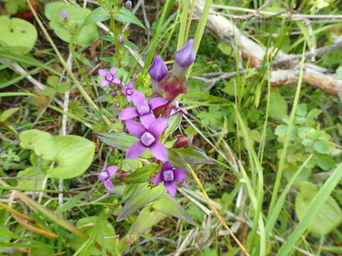 Image of eared dwarf gentian