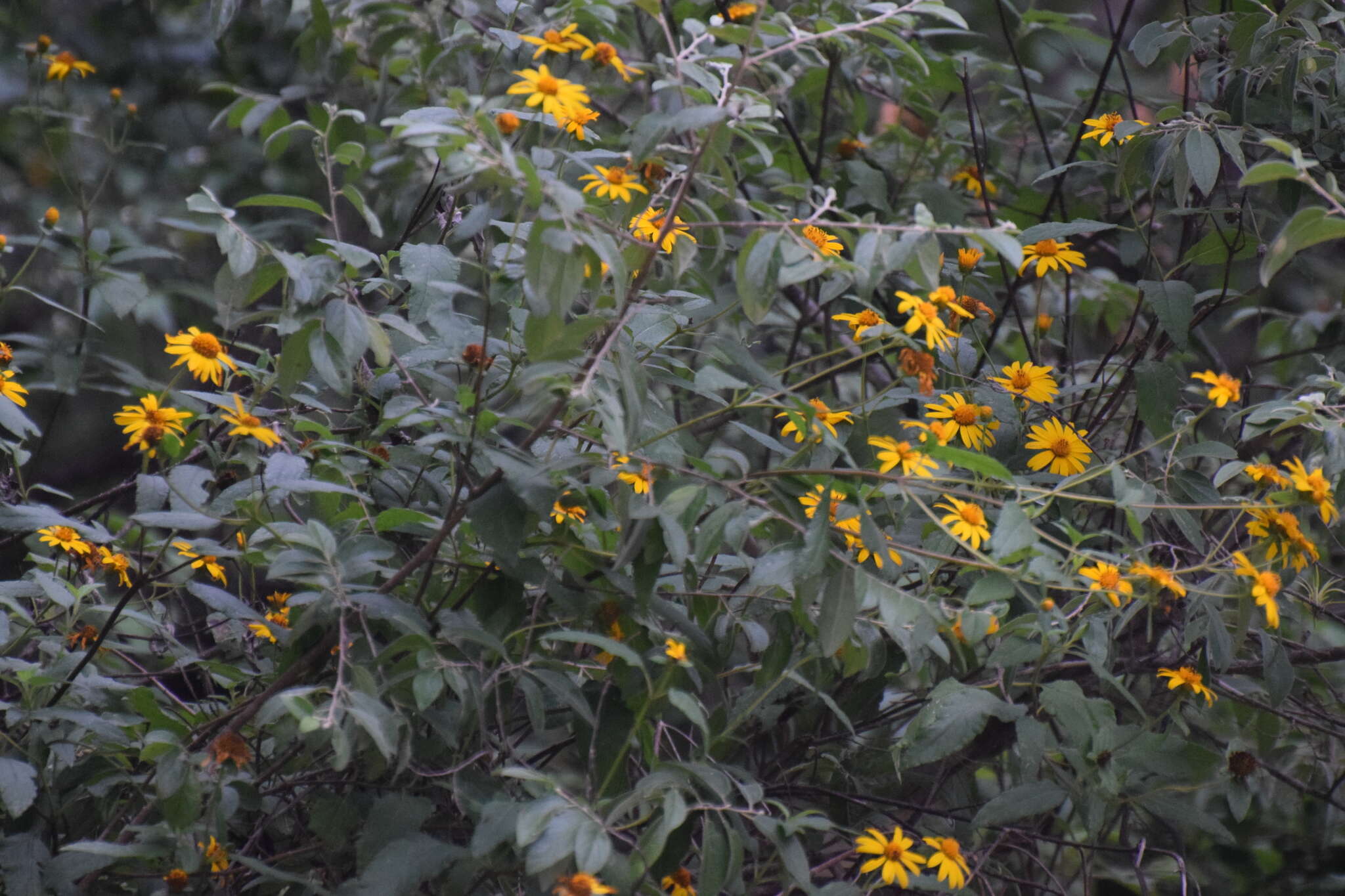 صورة Jefea lantanifolia (Schau.) J. L. Strother