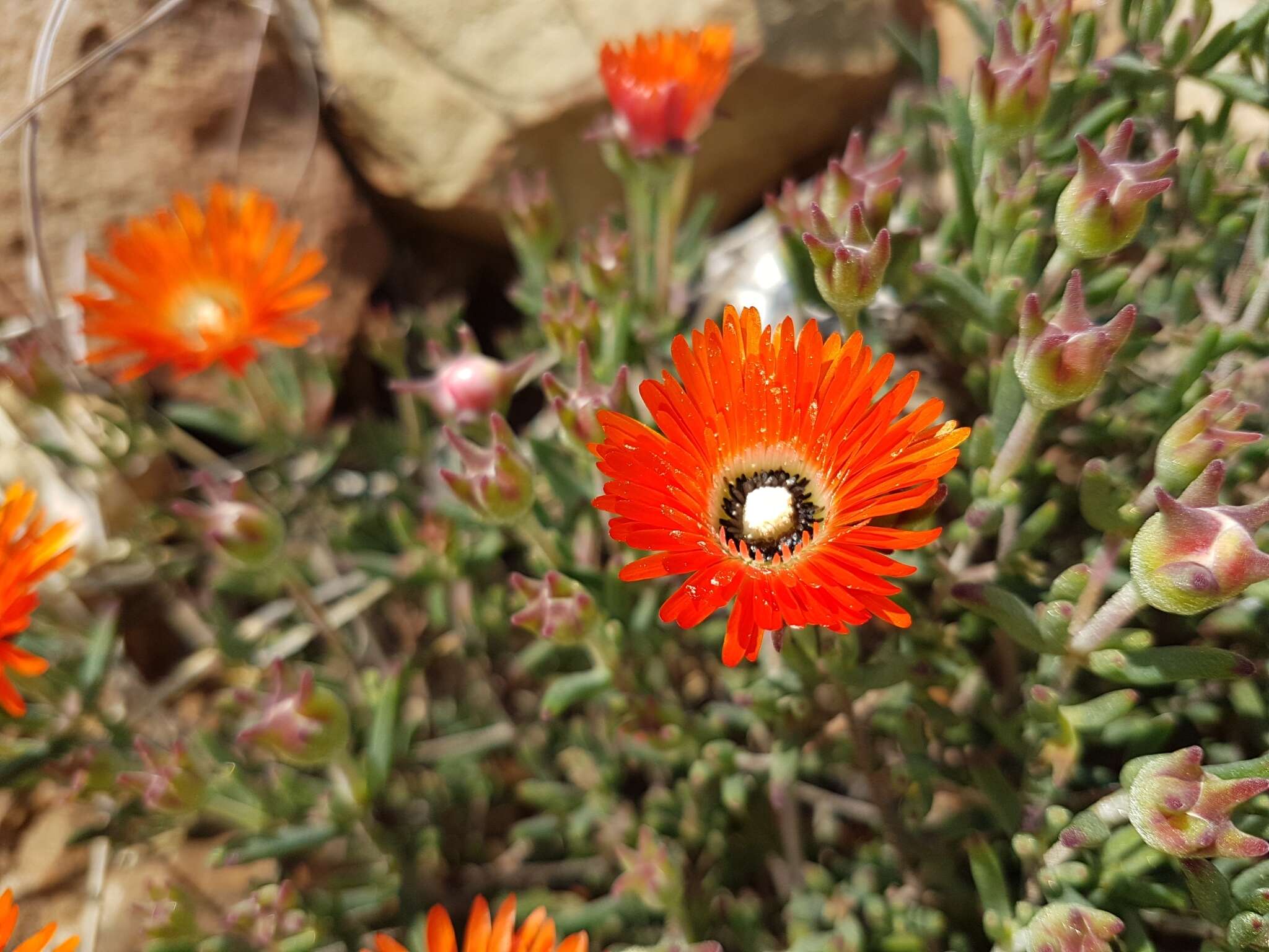 Imagem de Drosanthemum pulchrum L. Bol.