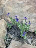 Image of Copeland's speedwell