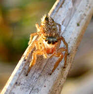 Image of Evarcha flavocincta (C. L. Koch 1846)