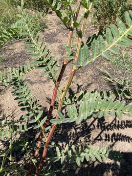 Imagem de Astragalus oocarpus A. Gray