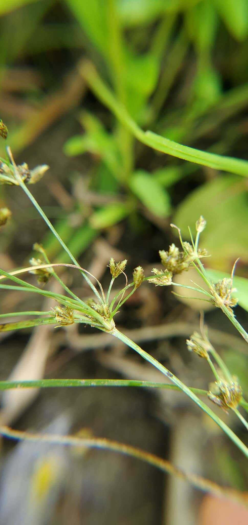 Image of grass-like fimbry