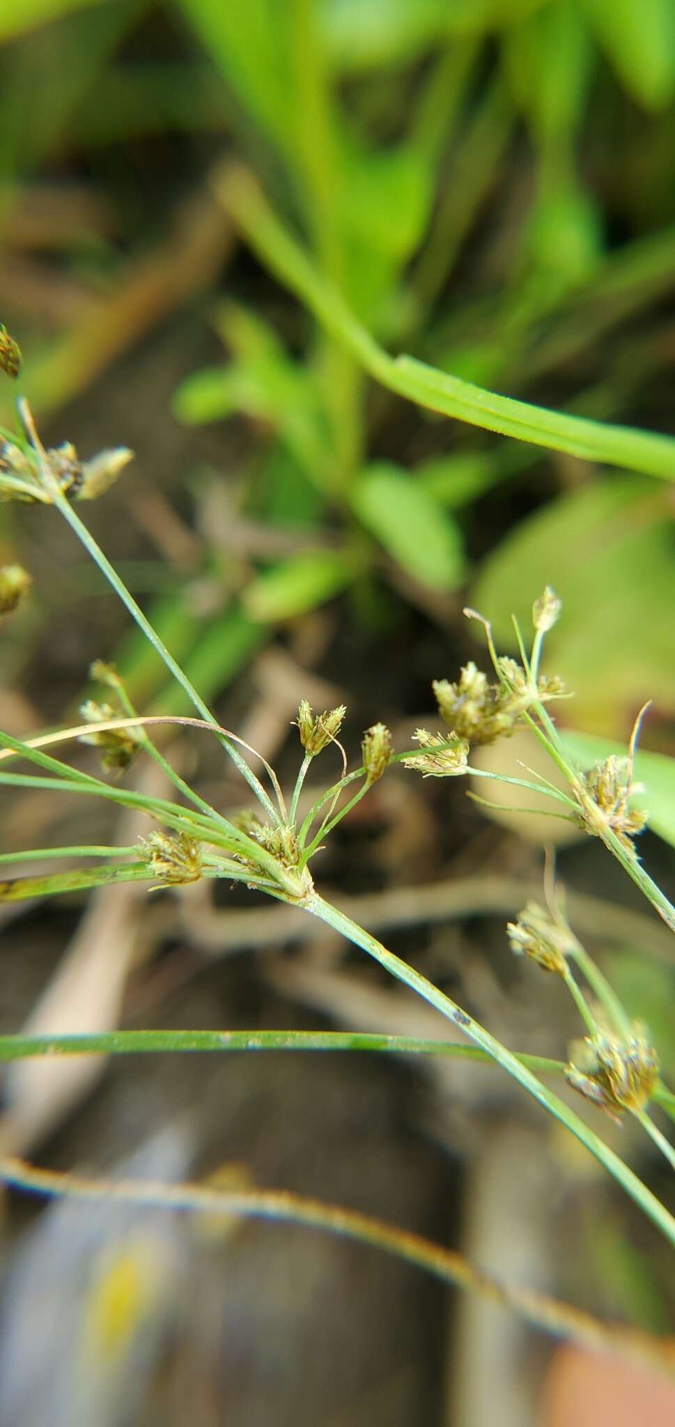 Imagem de Fimbristylis quinquangularis subsp. quinquangularis