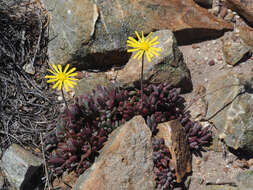 Image de Crassothonna capensis (L. H. Bailey) B. Nord.