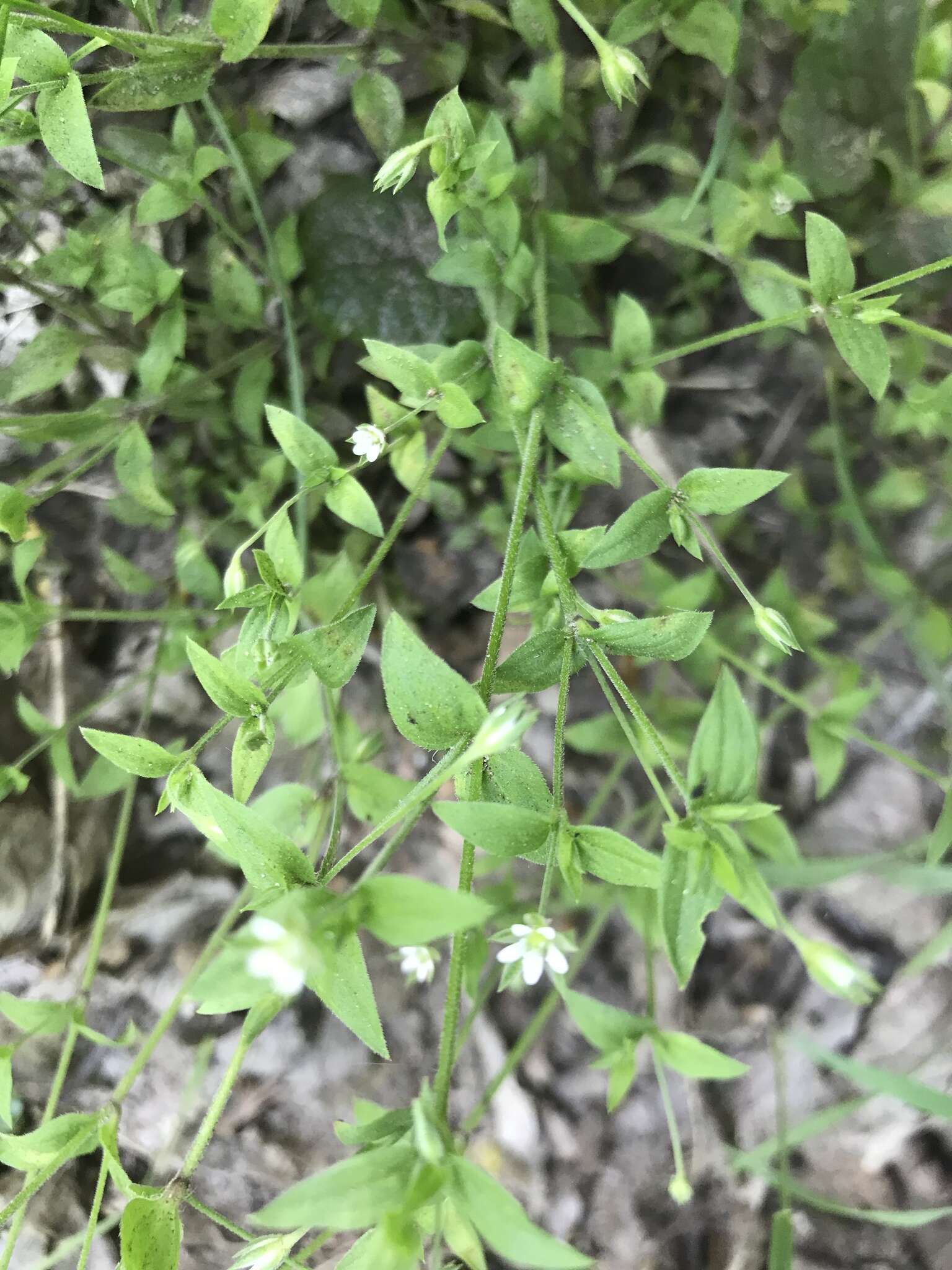 Слика од Moehringia trinervia (L.) Clairv.