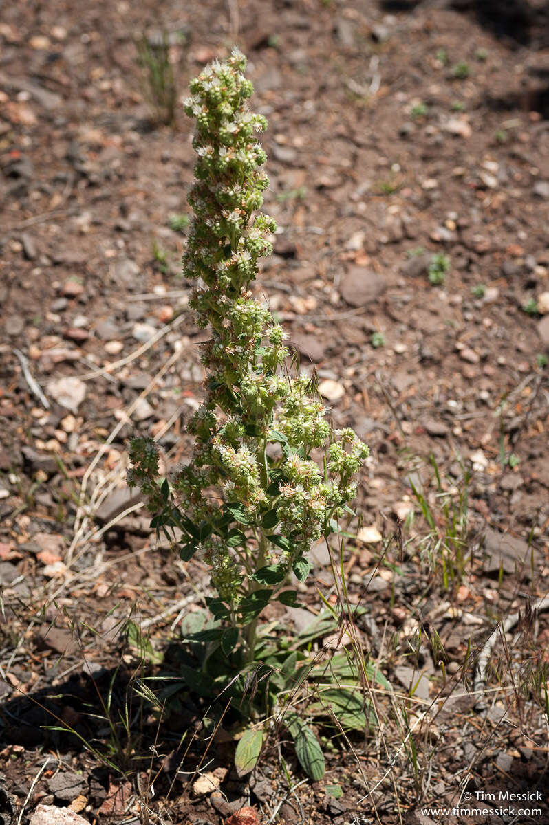 Image of Phacelia hastata subsp. hastata