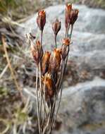 Plancia ëd Primula macrophylla D. Don