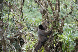 Image of Woolly monkey