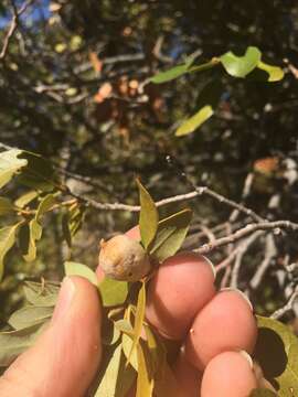 Image of Huckleberry Oak