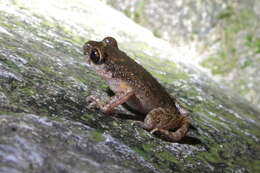 Image of Leptobrachella laui (Sung, Yang & Wang 2014)