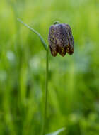 Image of Fritillaria dagana Turcz.