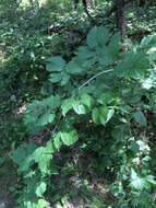 Image of black raspberry