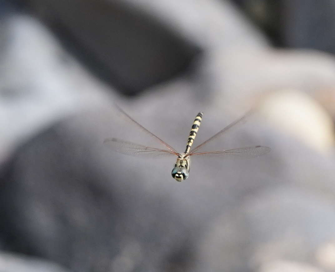 Image of Yellow-spotted Emerald