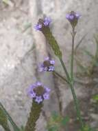 Image of <i>Verbena <i>litoralis</i></i> var. litoralis