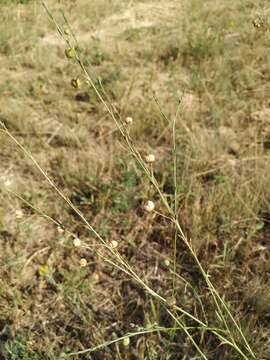 Image of Asian flax