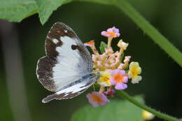 Image of Blue-spotted arab