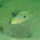 Image of Butterfly cichlid