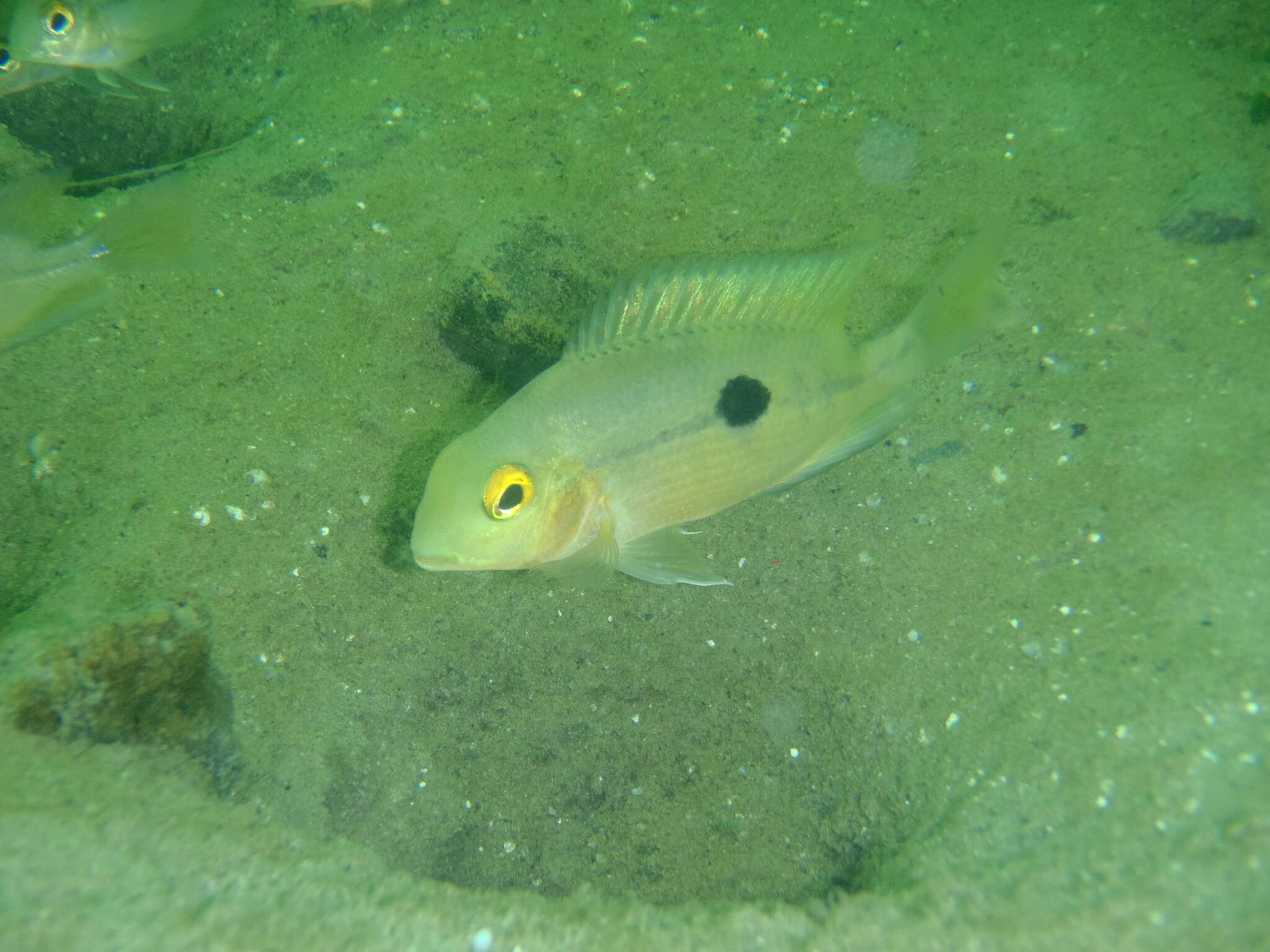 Image of Butterfly cichlid