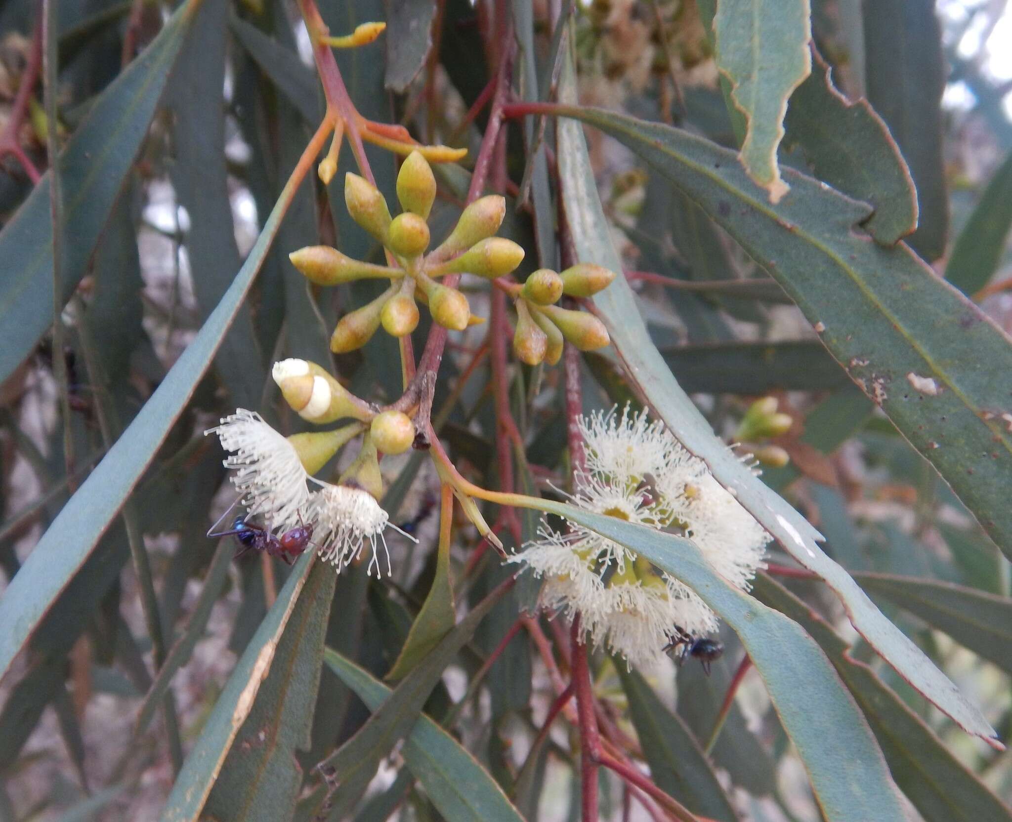 Image of Eucalyptus odorata Behr