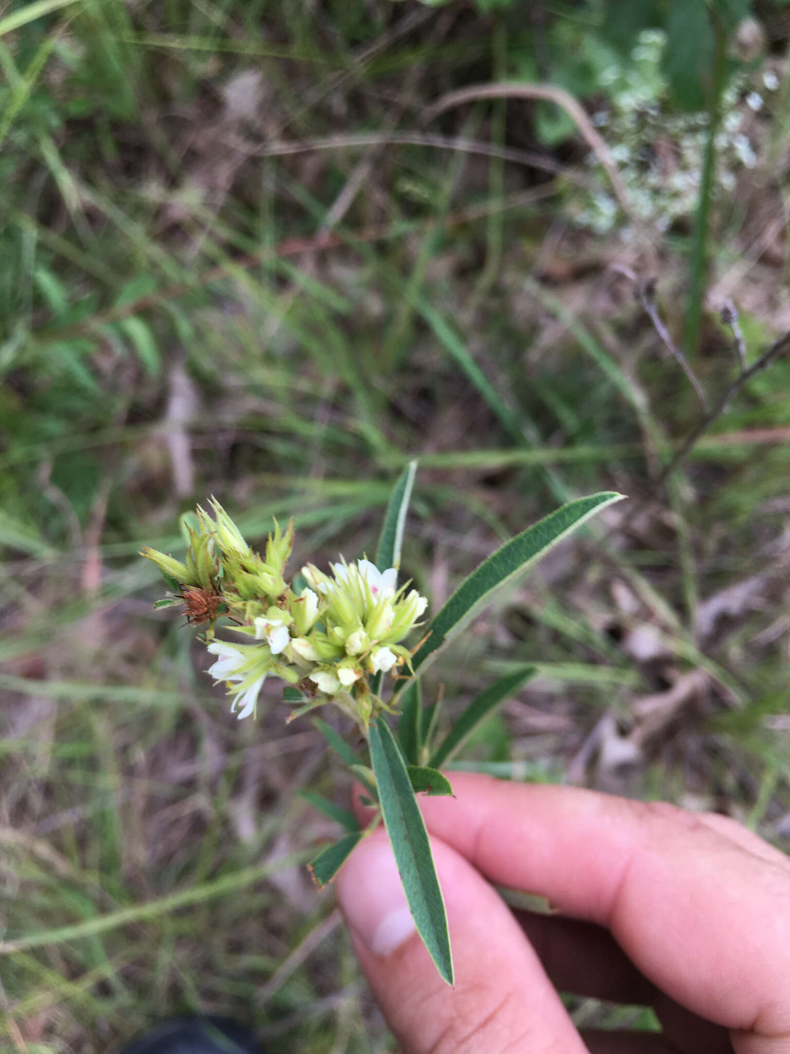 Image of roundhead lespedeza