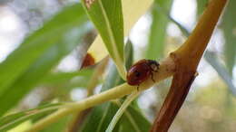 Image of twospotted lady beetle