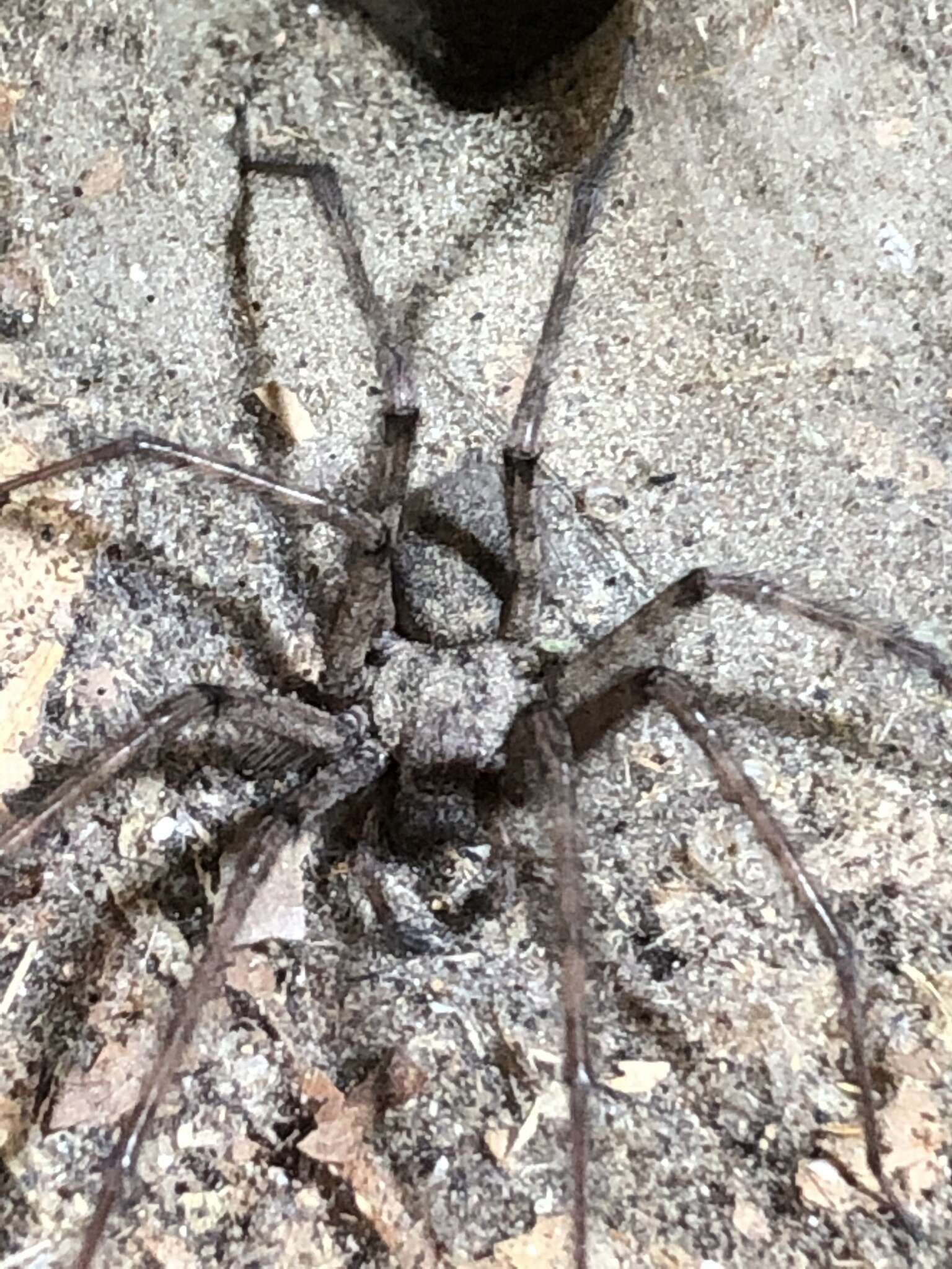 Image of cardinal spider