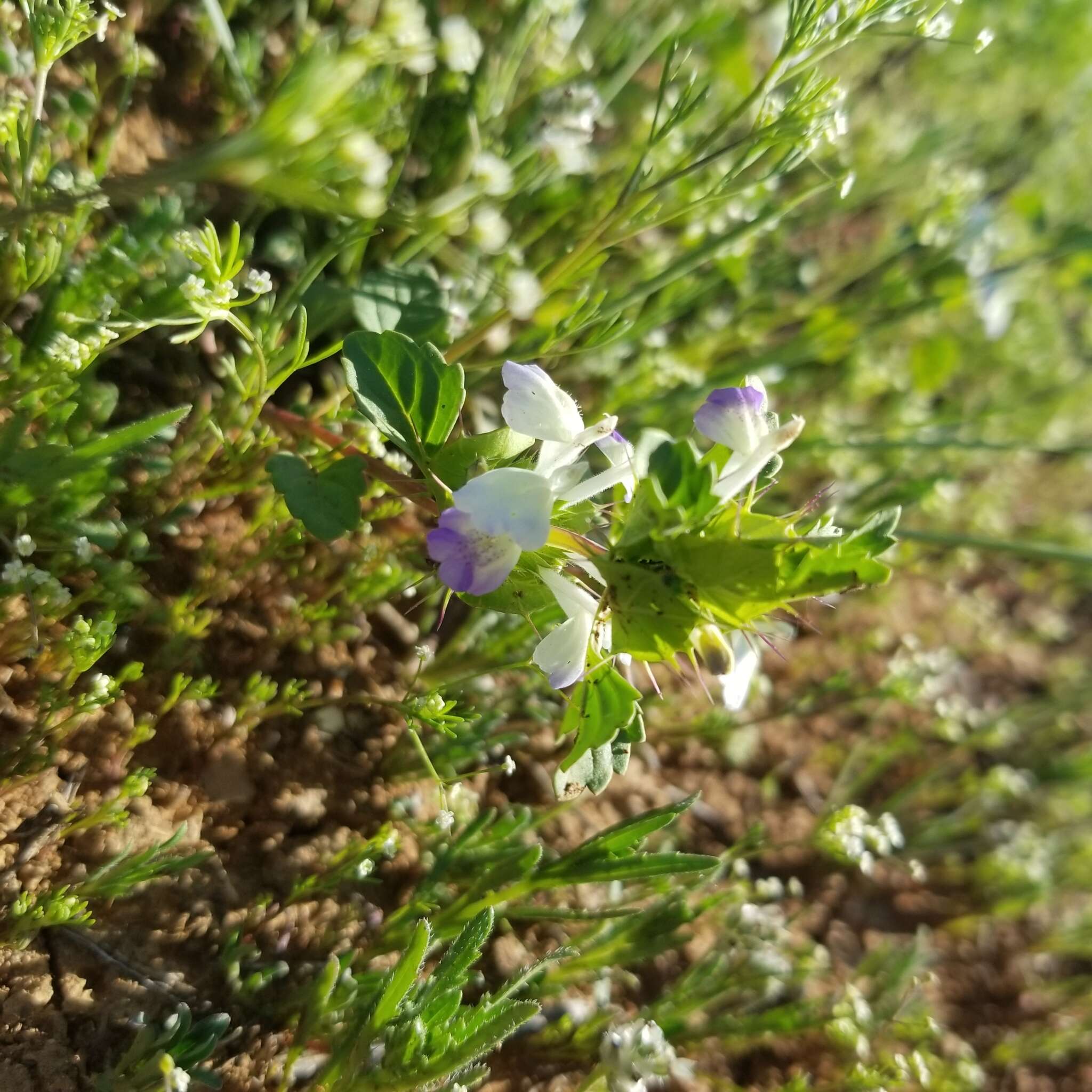 Image of San Diego thorn-mint