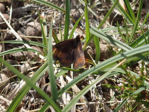 Image of Mountain Ringlet