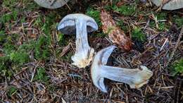 Image of Cortinarius glaucopus (Schaeff.) Gray 1821