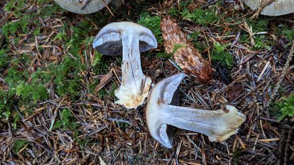 Слика од Cortinarius glaucopus (Schaeff.) Gray 1821